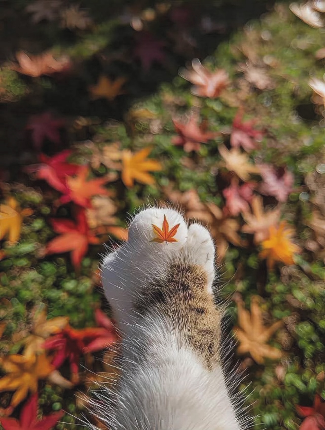 Разанцев Володимир Вікторович