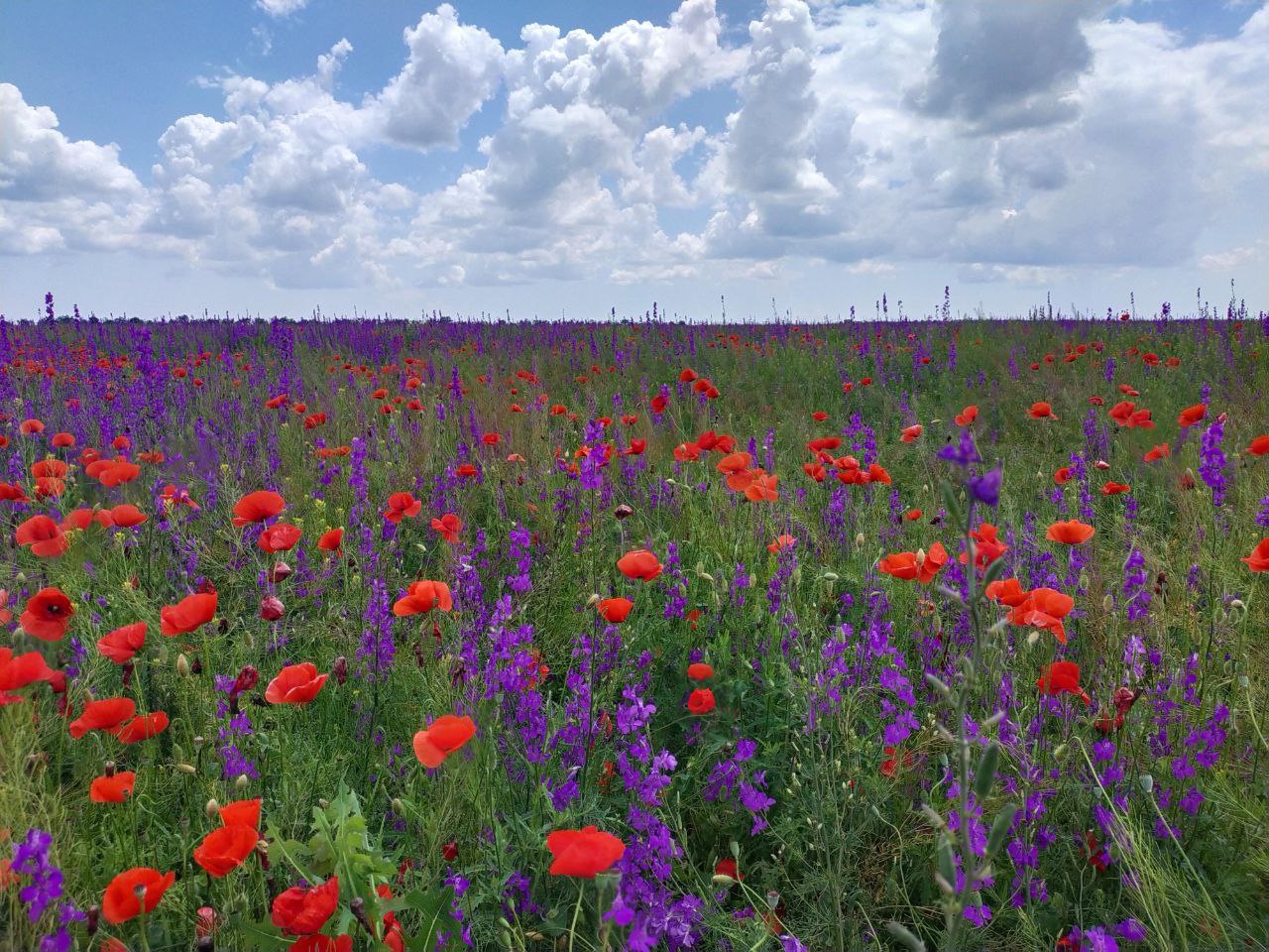 Прокопович Вікторина Михайлівна